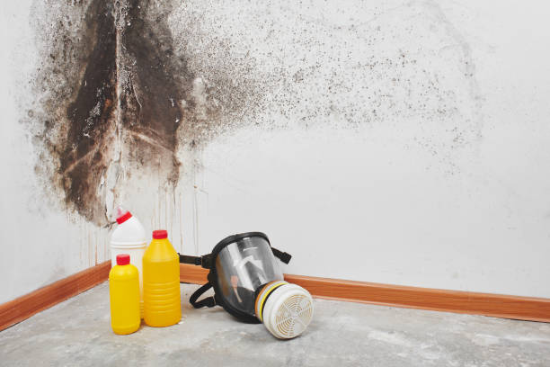 Professional Mold Inspection, Removal & Remediation in Garden Grove, FL